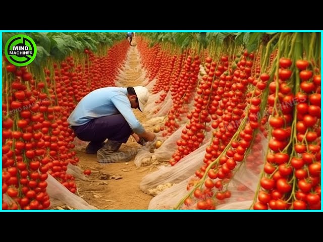 The Most Modern Agriculture Machines That Are At Another Level , How To Harvest Tomatoes In Farm ▶4