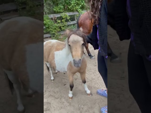 Here I am. Molly the mini horse trots out of the forest for some scratches.
