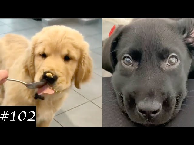 Everyone Loves Labradors 🐶❤️ | Funny Labs Compilation