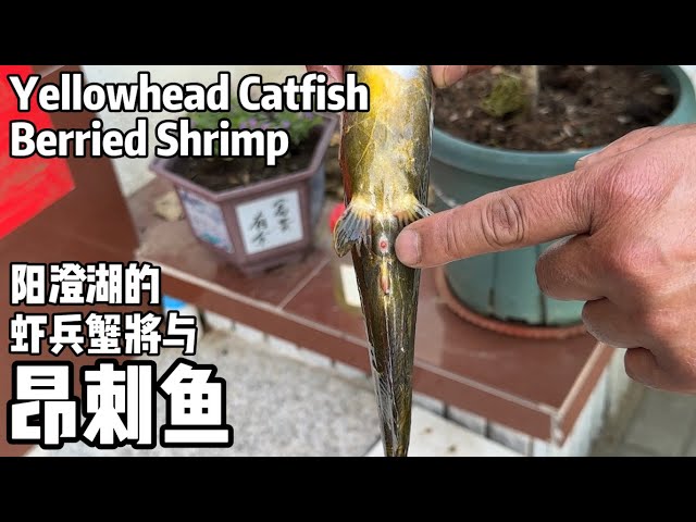 A Year in Life of Chinese Mitten Crab Farmers: Day 163, Berried Shrimp + Yellowhead Catfish