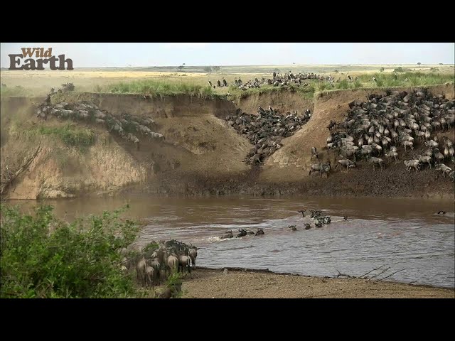 Incredible Wildebeest Crossing