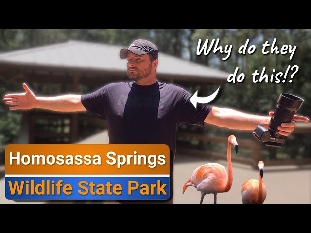 ANIMAL FACTS at Homosassa Springs Wildlife State Park