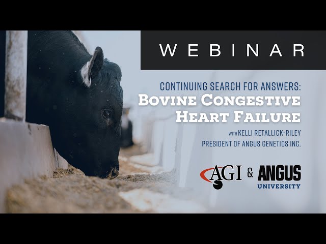 Bovine Congestive Heart Failure (BCHF) | WEBINAR - April 9, 2024
