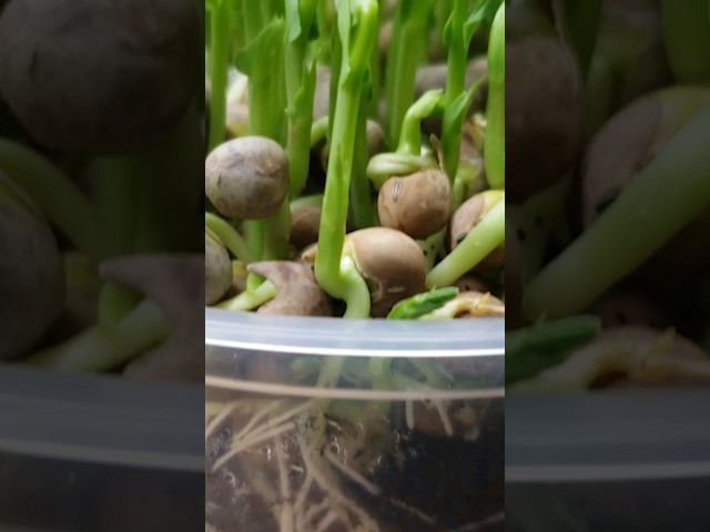 Sprouts vs Microgreens - 3 Differences #shorts #gardening #gardeningtips #homestead