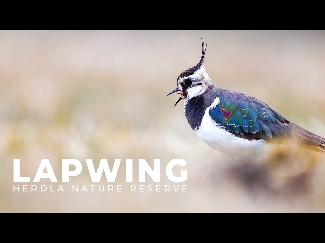 Northern Lapwing at Herdla Nature Reserve | Bird Photography at 800mm | Norway