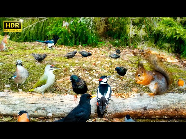 Cat TV for Cats to Watch 😺 Unlimited Little Birds and their Squirrel Friends (4K HDR) 10 hours
