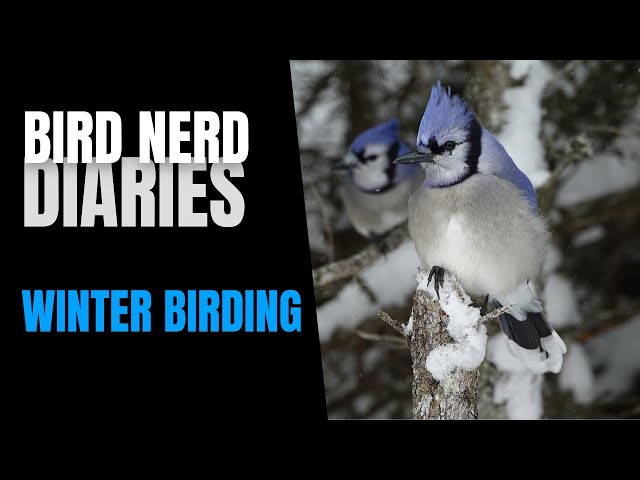 Winter Birding | Bird Nerd Diaries