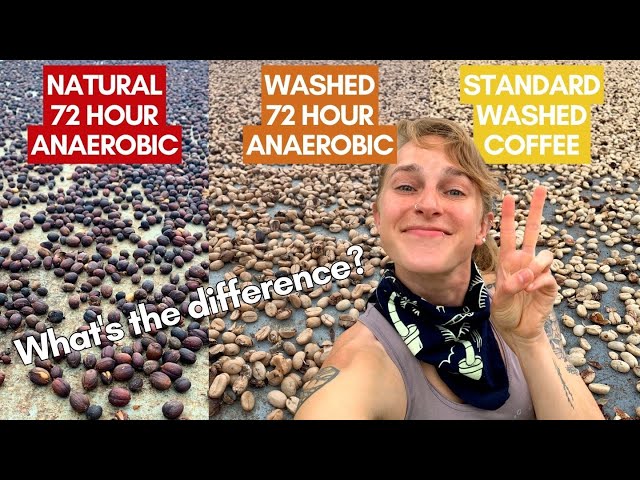 The Difference Between Natural and Washed Coffee, 72 hour "Anaerobic" Process Coffee