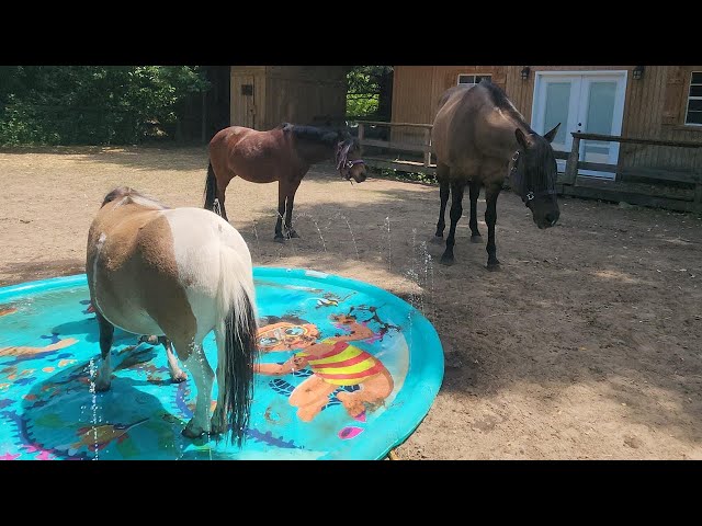 The horses playing in the kids splash pad.