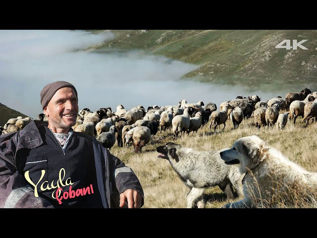 Shepherd Omar's Herd of Sheep and Goats | Documentary ▫️4K▫️