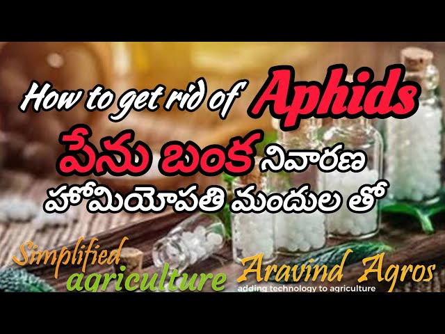 Simplified Agriculture - పేను బంక నివారణ హోమియోపతి మందుల తో (get rid of Aphids using Homeopathy)