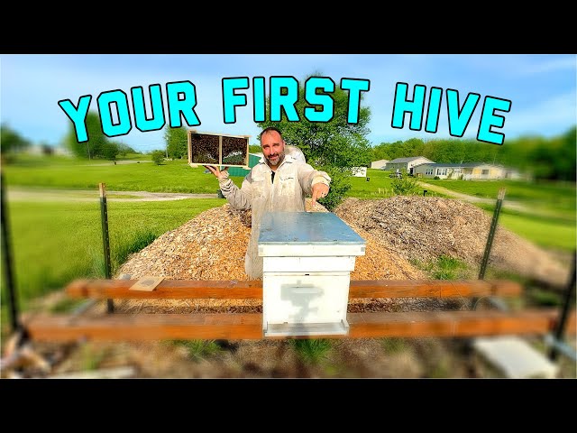 How to set up your first beehive.