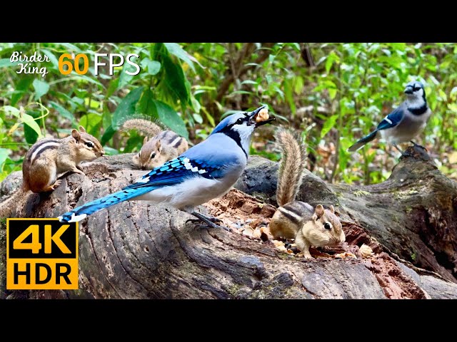 Cat TV for Cats to Watch 😺 Birds vs Chipmunks: A Day in the Wild 🐿 8 Hours 4K HDR 60FPS