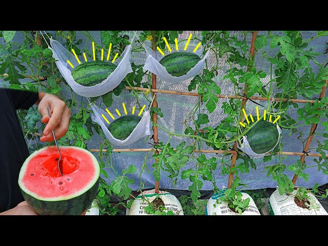Watermelon hanging in a hammock - A unique way to grow watermelon at home