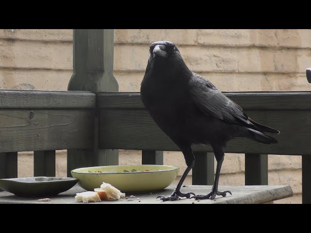 Beautiful Crow Hangin' on the Porch Today