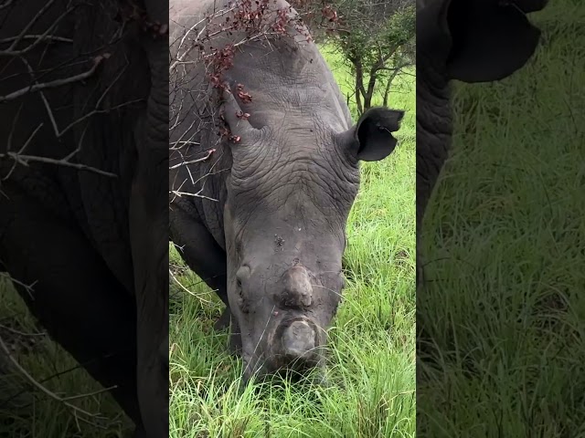 Saving the Rhinos in Kruger National Park, South Africa | Retirement Travel #shorts