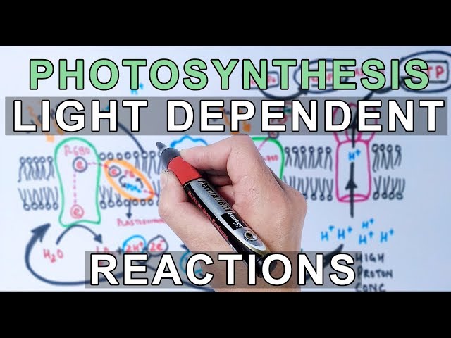 Photosynthesis - Light Dependent Reactions