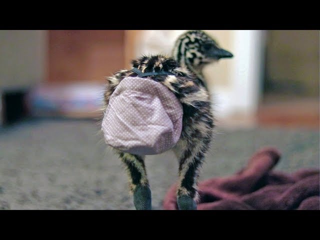 The FUTURE of emu diapers