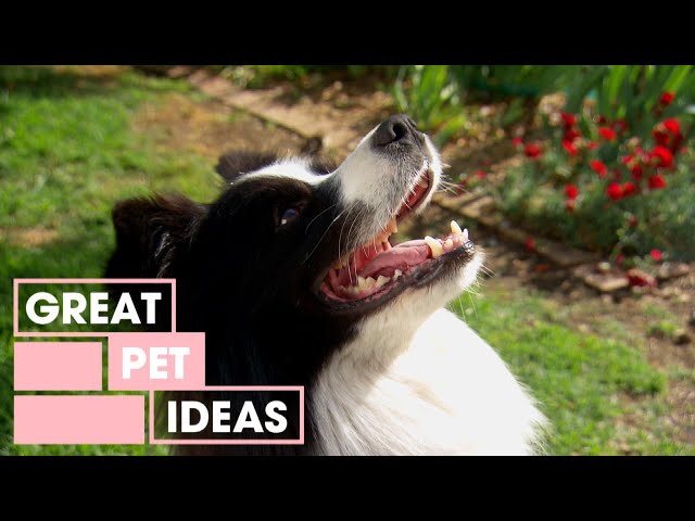 Which Dog Toy is The Best for Your Dog? | PETS | Great Home Ideas