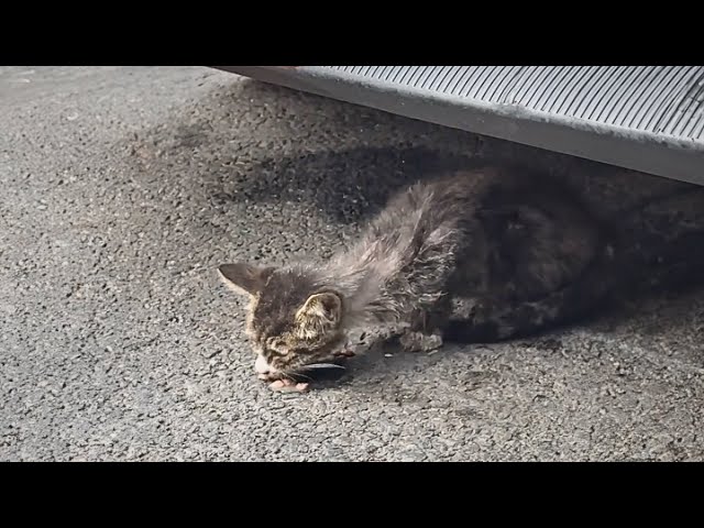 a skinny stray cat dragged his injured front limb trying to please passersby just for some food