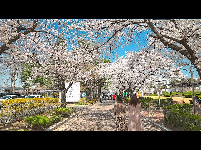 [4K HDR] Seoul Cherry Blossoms Samcheong-dong and Jeongdok Library 벚꽃이 가득한 서울 종로구 삼청동과 정독도서관 산책