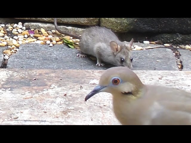 Rats Birds Cat FYV
