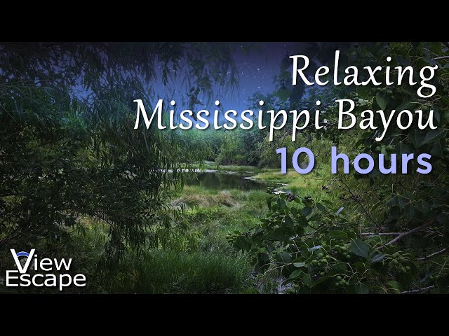 Relaxing Night time Nature Sounds in Calming Bayou Swamp Marshland | 10 hours