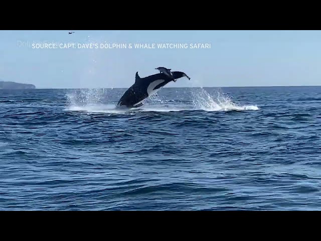 Killer whales wow tourists and hunt dolphins off San Diego coast