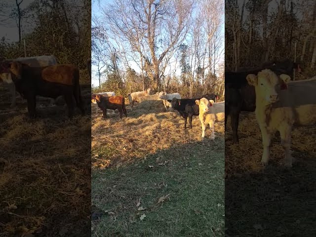 Checking out the Calves