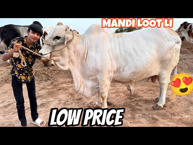 High Price Wala Janwar 🐂 Low Price Ma Loot Lia 😍