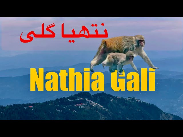 The Beauty of Nathia Gali | Most peaceful Place #travel #nature #mountains #roadtrip #nathiagali