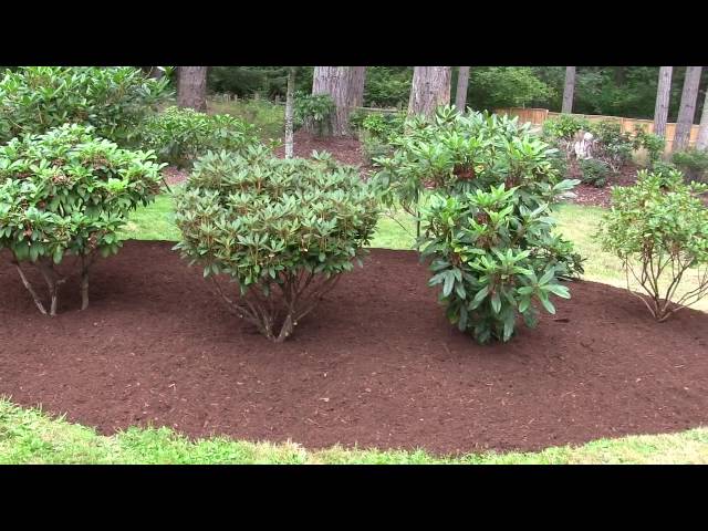 Renovating the Flower Beds.  Pruning and Mulching Adds Value to Your Landscape.