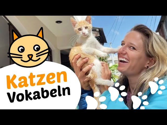 German CAT vocabulary you must know 🐱