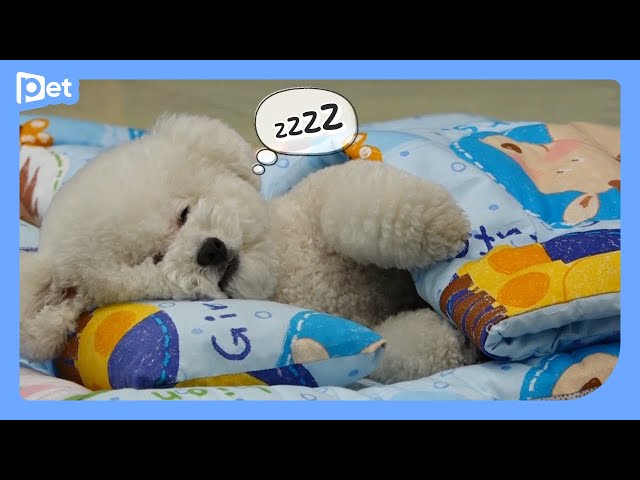 It's time to take a nap at a doggie kindergarten!┃At the doggie daycare center EP.2┃About Pet