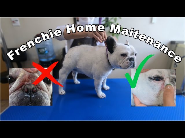 French Bulldog Home Maintenance | Organic | Mavis