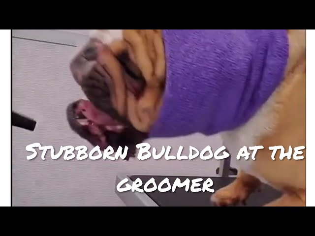 Stubborn Bulldog tries to bite groomer | Funny dog