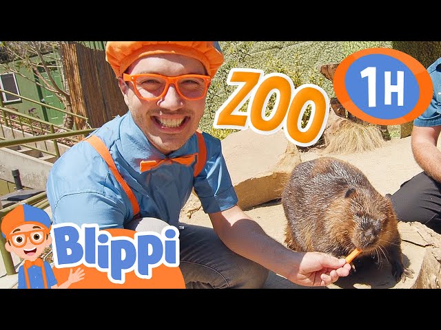 Blippi Visits the San Diego Zoo! 1 Hour of Animal Videos for Kids