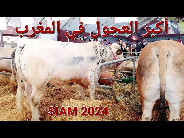 أحسن الفحول والعجول والأبقار بالمغرب 2024