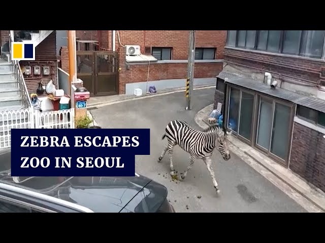 Zebra escape from Seoul zoo ends with recapture after hours of freedom in South Korean capital