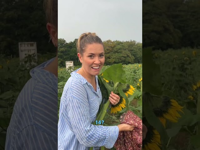 SUNFLOWERS: Expectations vs  Reality