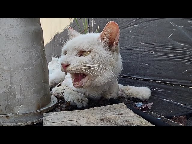 The stray cat with broken arms cried alone in the ruins, and no one cared about his life or death.