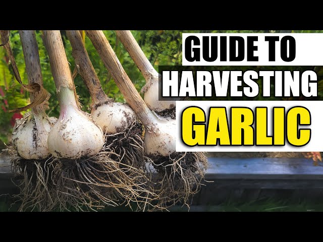 Harvesting Your Garlic - The Definitive Guide For Beginners