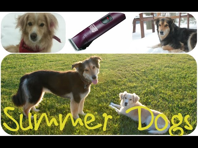 Summer Dog Days - Hyperlapse Dog Shave