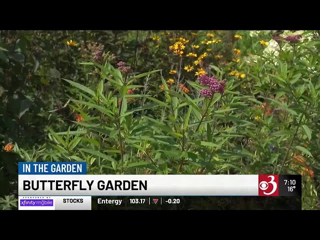 In the Garden: Butterfly Gardens