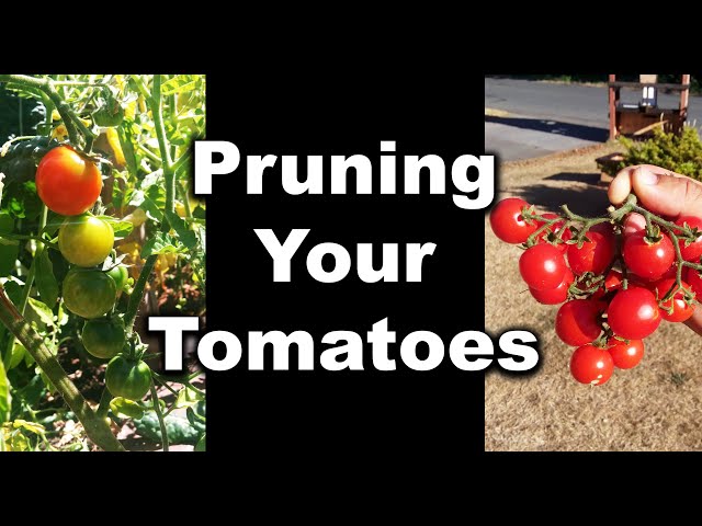 How to Prune Your Tomatoes for Maximum Harvest In 2020