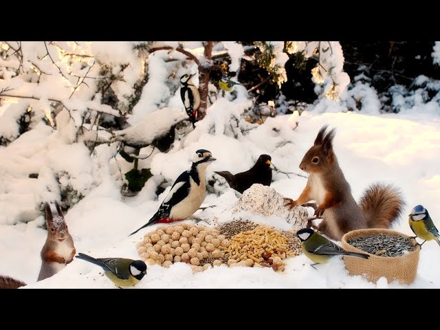 Little Forest Friends in Winter Wonderland: 10 hours Cat & Dog TV