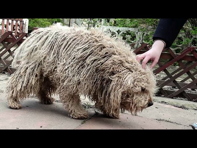 YOU WON'T BELIEVE how this DOG looks before shaving all this matted fur (we paid for shaving him)