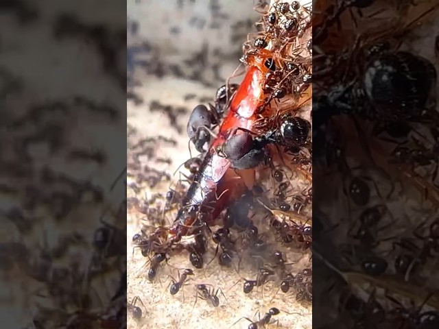 Super-Soldier Ants Attack Cockroach