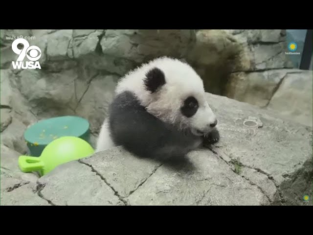 National Zoo's baby panda goes live for first virtual meet and greet