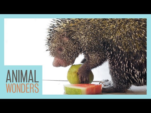 Porcupine Eats Fruit